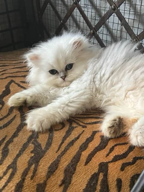 Buyer Application — SaFire Silver Persians