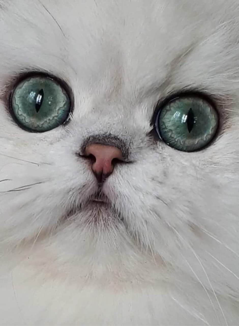 Cattery Tours — SaFire Silver Persians